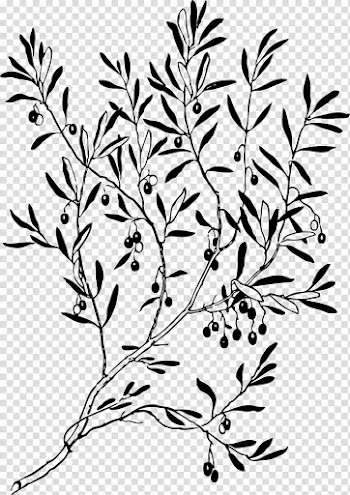 Olive branch Laurel wreath , olive transparent background PNG clipart