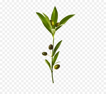 Olive branch Olive leaf - Fresh olive branch 