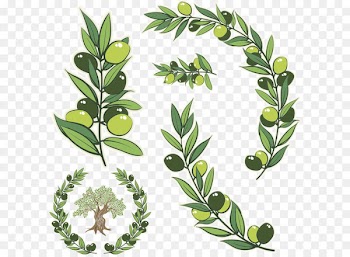 Olive branch Olive wreath Stock photography Illustration - Vector green olive branch 
