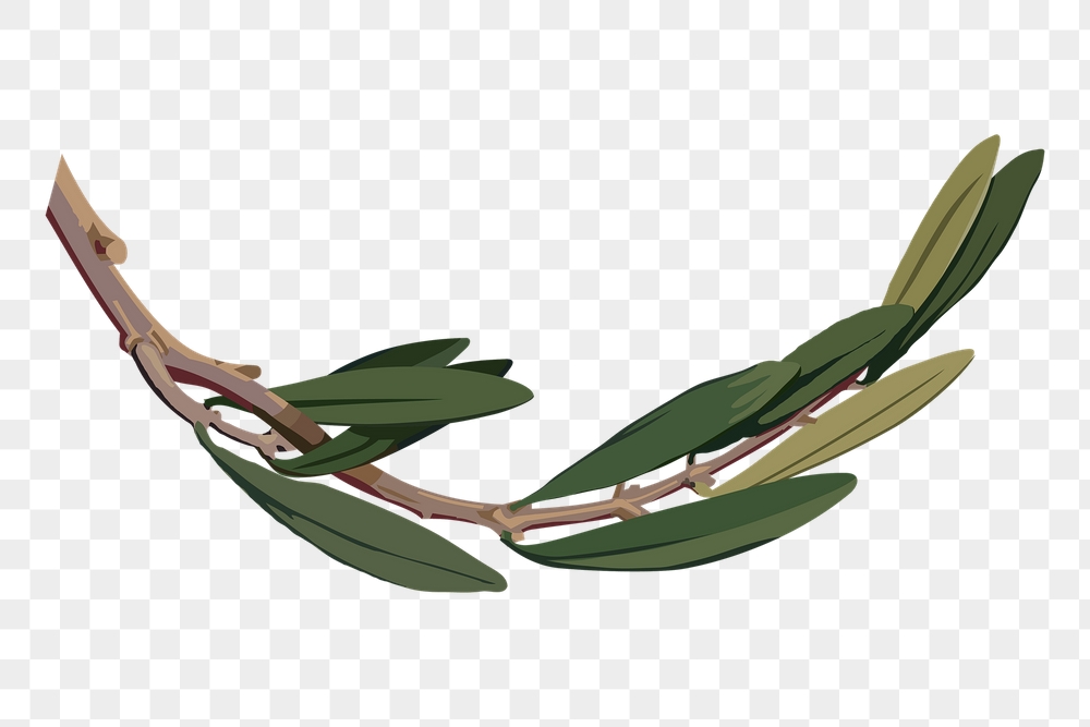 Olive branch png sticker, plant | Free PNG - rawpixel