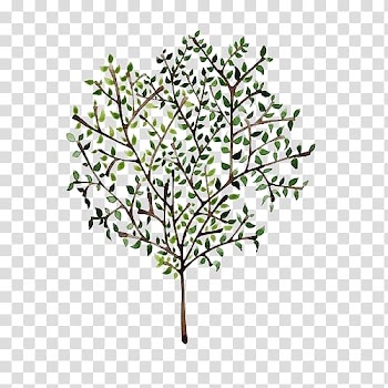 Olive branch Tree Mediterranean cuisine Painting, olive transparent background PNG clipart
