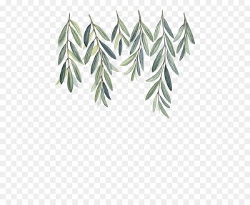 Olive branch Watercolor painting - Willow 