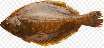 Olive flounder Salted fish Image Angling - cholla 