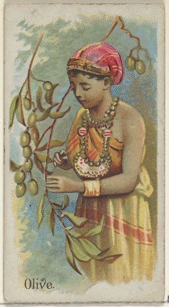 Olive, from the Fruits series | Free Photo - rawpixel