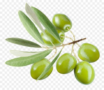 Olive leaf Olive oil - Olives 