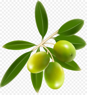Olive oil Clip art - Olives 