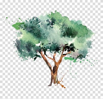 Olive oil Drawing Painting, olive transparent background PNG clipart