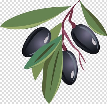 Olive oil Fruit, Olive transparent background PNG clipart