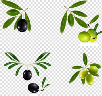 Olive oil Olive leaf Olive wreath, Fresh olive branch transparent background PNG clipart