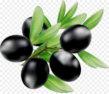 Olive oil Portable Network Graphics Bilberry Eating -  