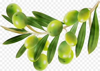 Olive oil Vegetable oil Cooking Oils -  