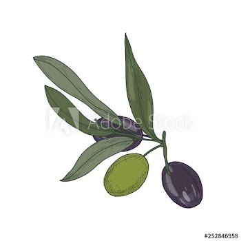 Olive or Olea Europaea tree branch or sprig with leaves and black and green fruits or drupes isolated on white background