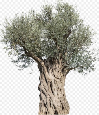 Olive Stock photography Tree Mediterranean cuisine Branch - olive tree 