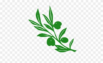 Olive Tree Branch Vector Image - Athena's Symbol Olive Tree