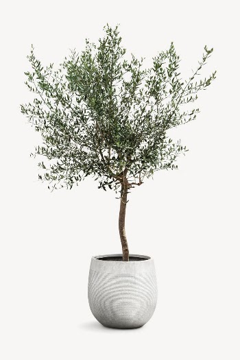 Olive tree, houseplant isolated image | Free PSD - rawpixel