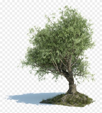 Olive Tree - Old Olive Tree Png