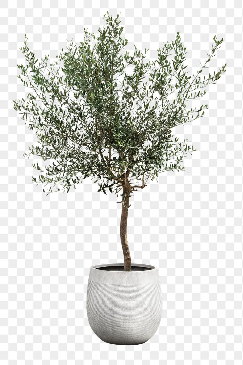 Olive tree png sticker, houseplant | Free PNG - rawpixel