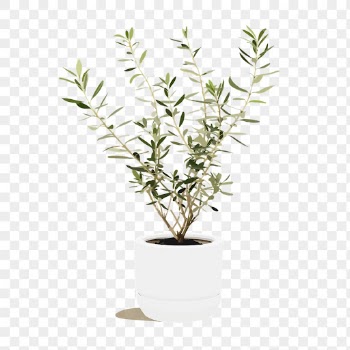 Olive tree png sticker, plant | Free PNG Illustration - rawpixel