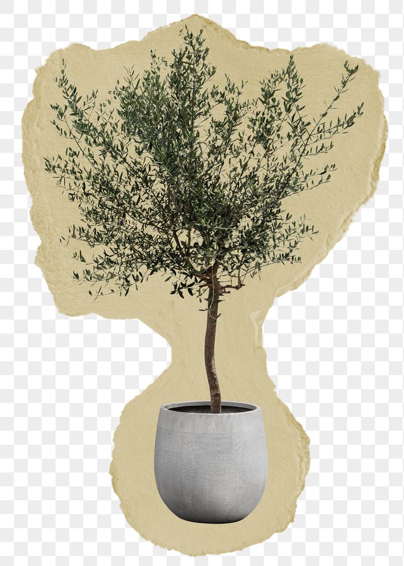 Olive tree png sticker, ripped | Free PNG - rawpixel