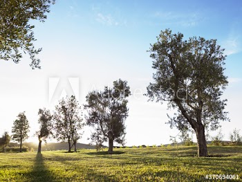 olive trees in the field
