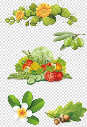 , olive vegetables frangipani flower vine Acorns transparent background PNG clipart