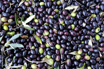 olives at the crusher