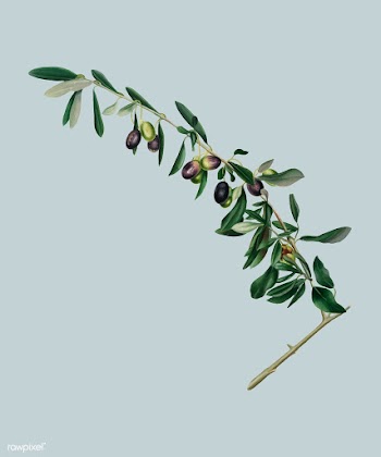 Olives from Pomona Italiana (1817-1839) by Gi.. | Free stock vector - 487792