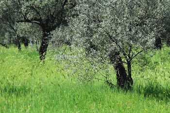 olivetreesCN_2860.jpg