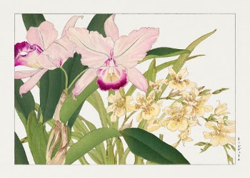 Oncidium woodblock painting by Tanigami | Free Photo Illustration - rawpixel