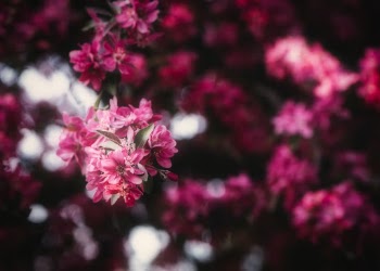 One in a million flowers