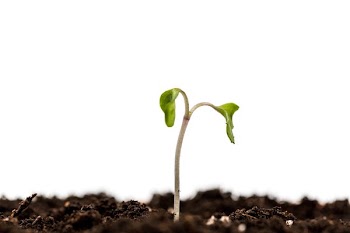 One Little Sprout Growing