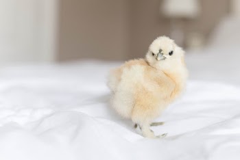 One of our silkie chicks we hatched this spring! Sola was the first baby girl to hatch <3