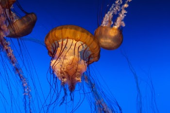 One of the more well known exhibits at the Monterey Bay Aquarium is the Jelly exhibit, and I can see why.  Getting such a close look at these slow moving creatures was pretty awesome.