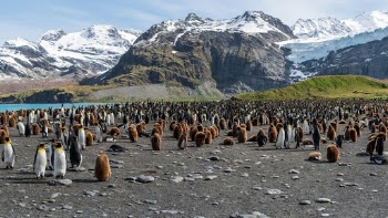 One of the most fantastic wildlife sights on earth, set in a pristine and beautiful location