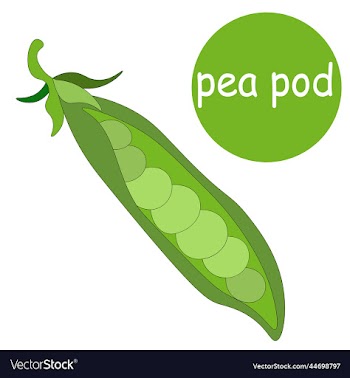 one pod of green peas without leaves micro-green