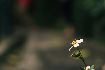 One Single Daisy