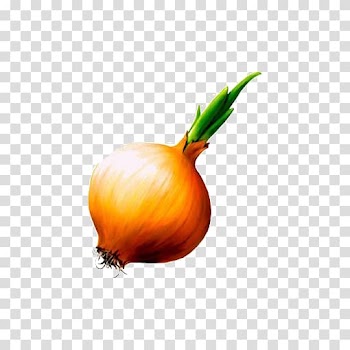 Onion Allium fistulosum Garlic Shchi Vegetable, Onion deductible element transparent background PNG clipart