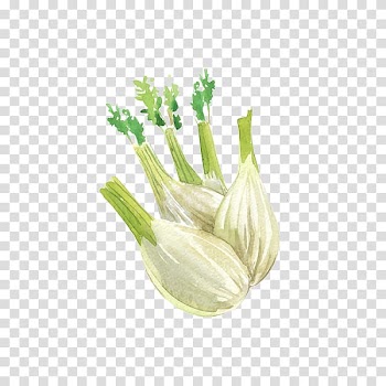 Onion Allium fistulosum Garlic Watercolor painting Illustration, Garlic watercolor transparent background PNG clipart