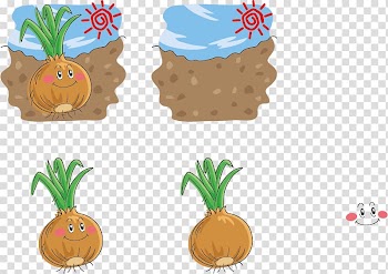 Onion Chowder Vegetable Illustration, Ground onion expression transparent background PNG clipart