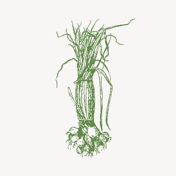 Onion clipart, vintage illustration vector. | Free Vector Illustration - rawpixel