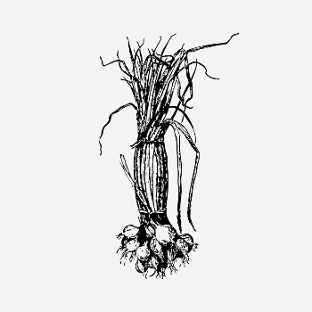 Onion collage element, black & | Free PSD Illustration - rawpixel