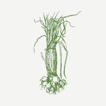 Onion collage element, drawing illustration | Free PSD Illustration - rawpixel