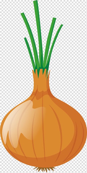 Onion Euclidean , An onion transparent background PNG clipart