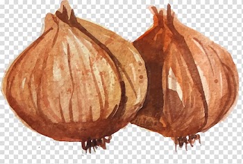 Onion Food, Hand-painted realistic vegetables transparent background PNG clipart