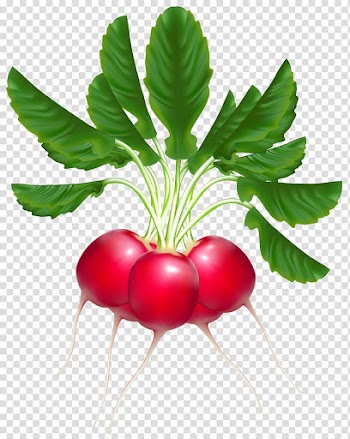 Onion illustration, Retek Auto Sales Load testing Business, Radishes transparent background PNG clipart