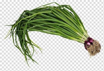 Onion leaf, Scallion Vegetable Onion, Scallion Spring Onion transparent background PNG clipart