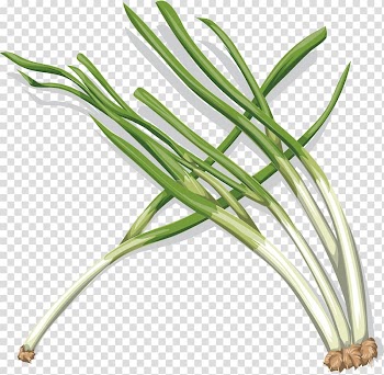 Onion Vegetable , onion transparent background PNG clipart