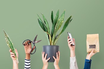 Online plant seller green background | Free stock photo | High Resolution image