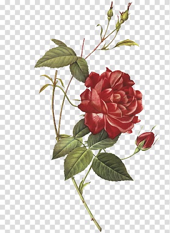 OO FLOWERS, red rose flower transparent background PNG clipart
