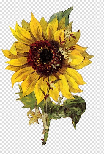 OO FLOWERS, yellow sunflower flower illustration transparent background PNG clipart